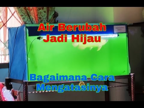 Detail Air Aquarium Hijau Nomer 5