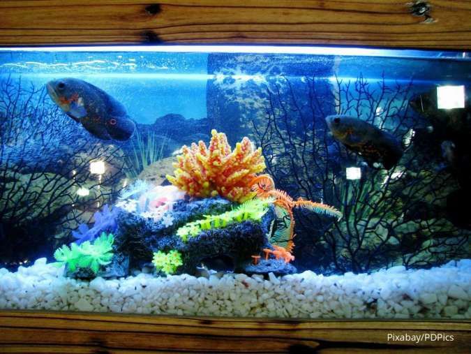 Detail Air Aquarium Kuning Nomer 40