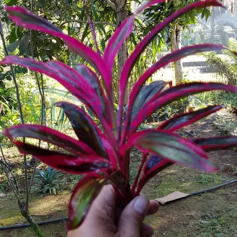 Detail Air Bambu Merah Nomer 33