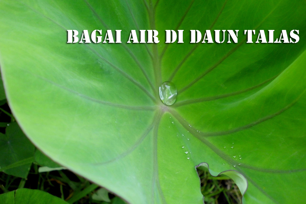 Detail Air Di Daun Talas Nomer 6