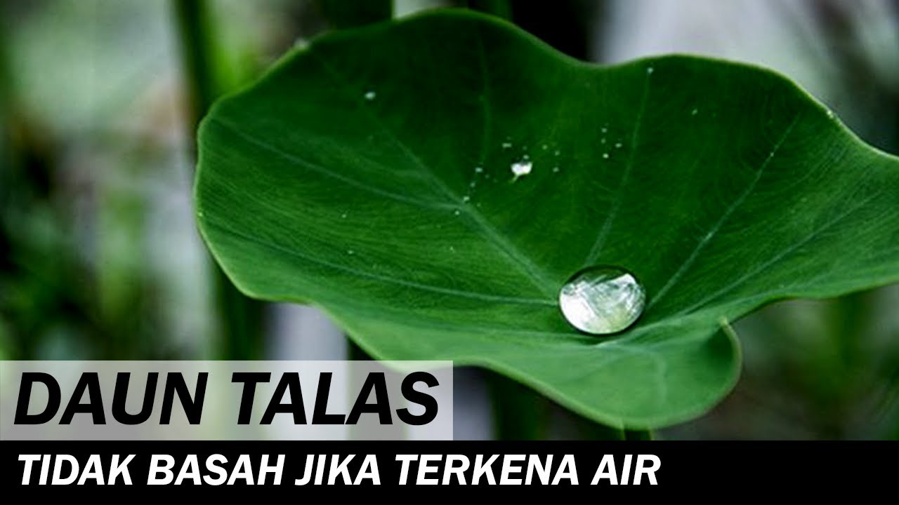 Detail Air Di Daun Talas Nomer 8