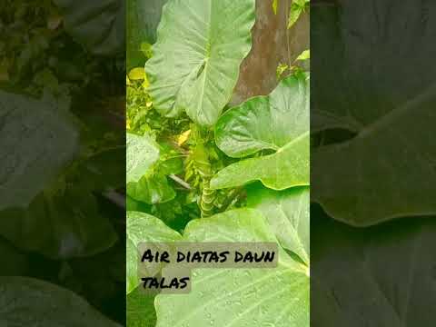 Detail Air Diatas Daun Talas Nomer 22