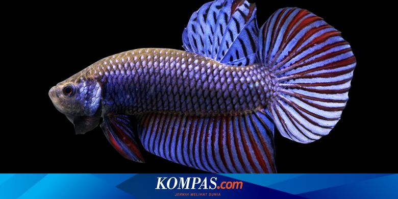 Detail Air Galon Untuk Ikan Cupang Nomer 32