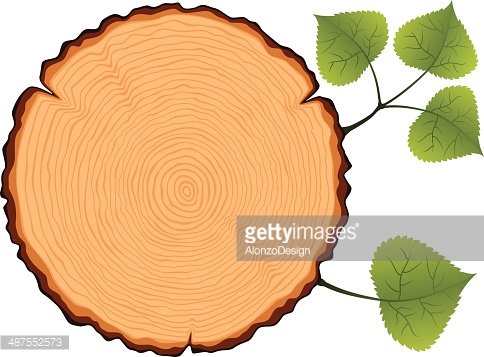 Detail Birch Tree Clipart Nomer 19