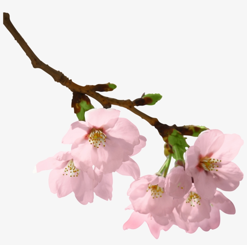 Floral Branch Png - KibrisPDR