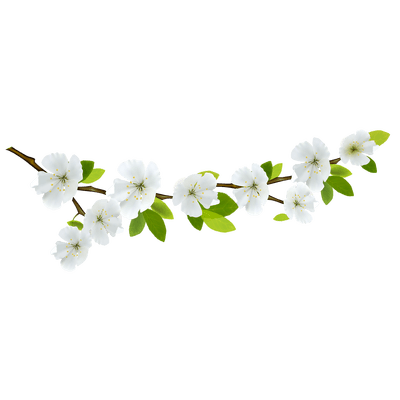 Detail Floral Branch Png Nomer 6