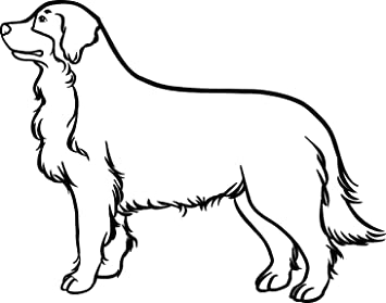 Detail Golden Retriever Gezeichnet Nomer 9