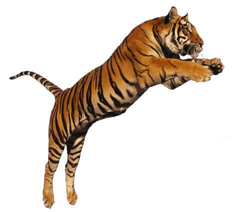 Detail Hintergrund Tiger Nomer 6