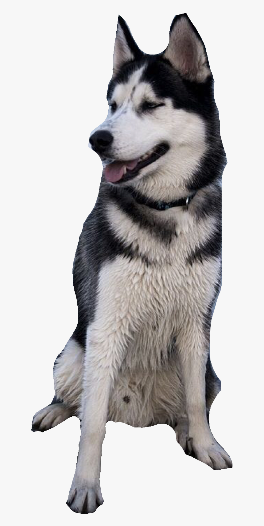 Detail Labrador Husky Nomer 2
