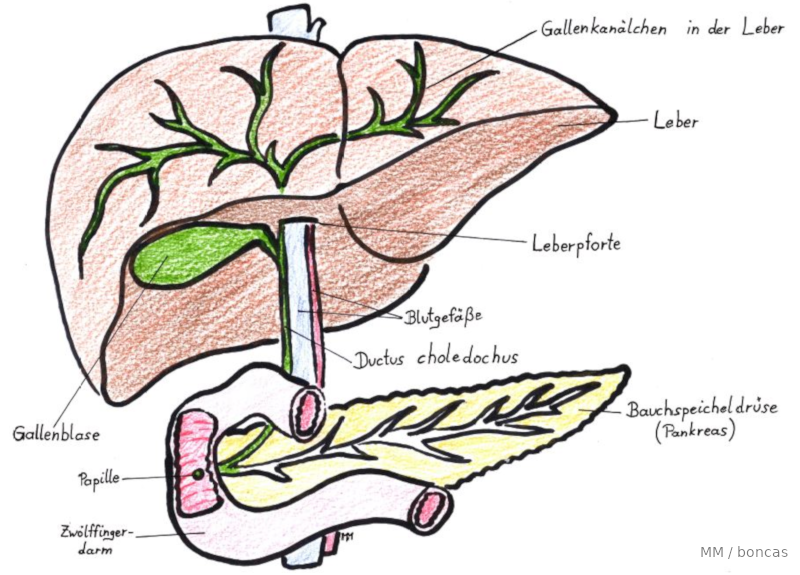 Pfortader Anatomie - KibrisPDR