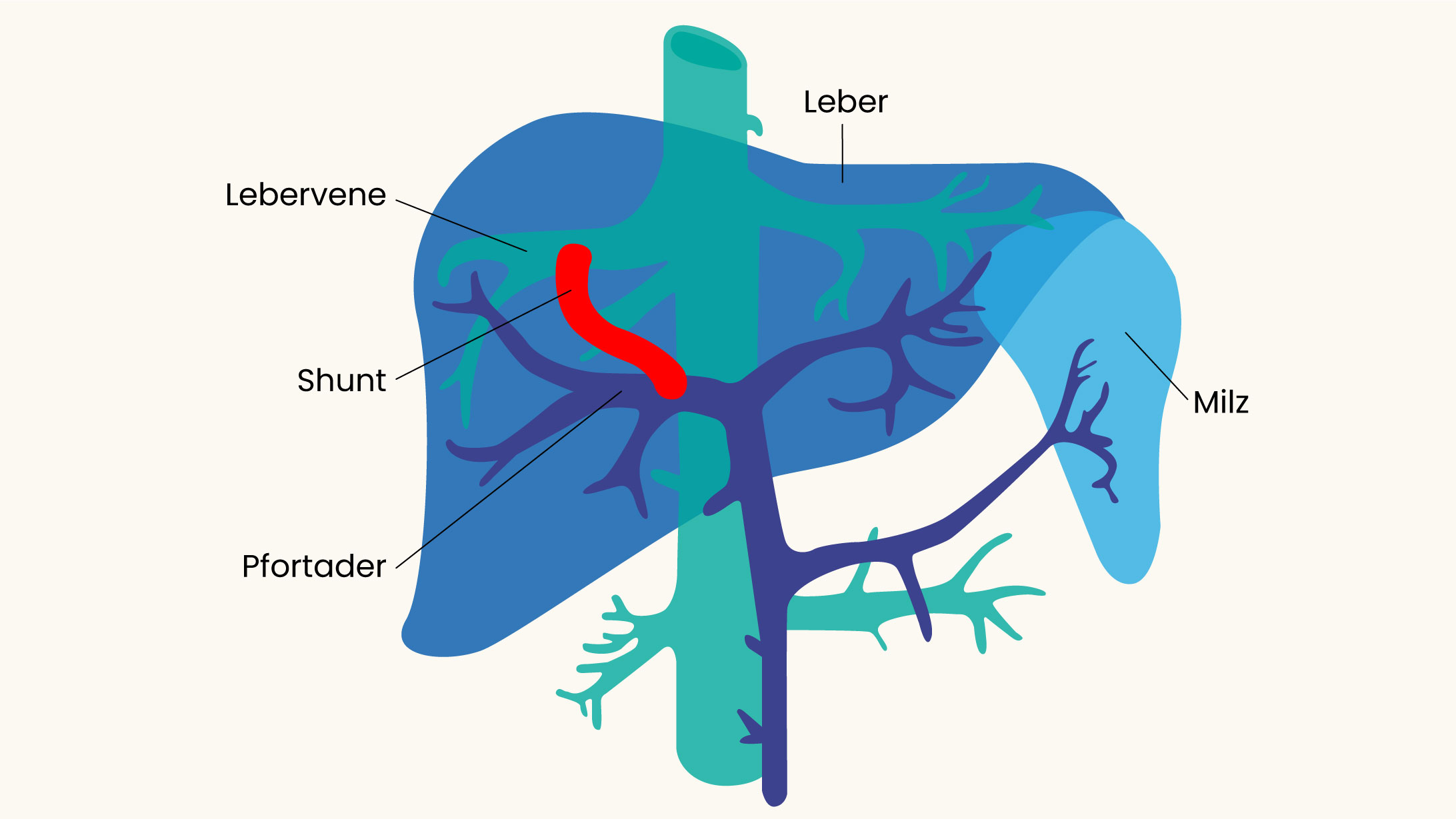 Detail Pfortader Anatomie Nomer 7