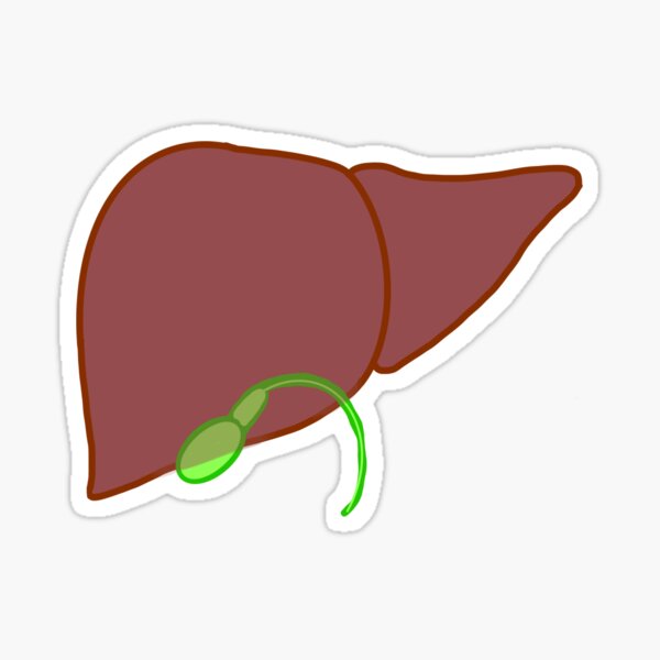 Detail Pfortader Anatomie Nomer 8