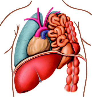 Detail Pfortader Anatomie Nomer 14