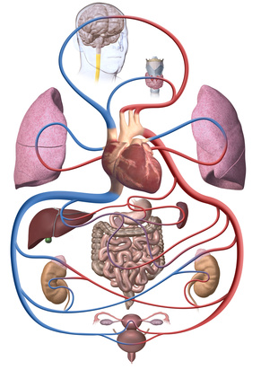 Detail Pfortader Anatomie Nomer 16