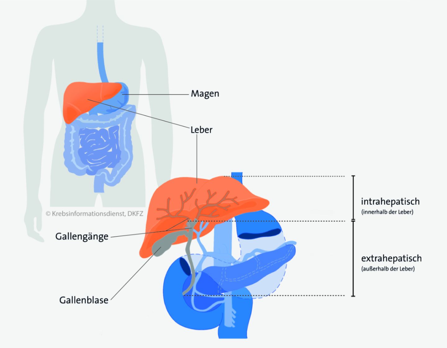 Detail Pfortader Anatomie Nomer 2