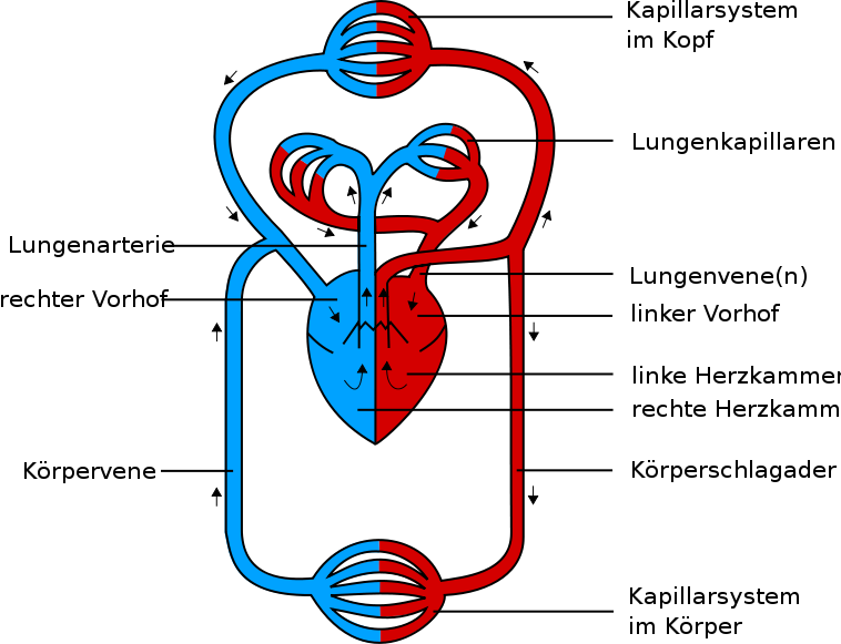 Detail Pfortader Anatomie Nomer 5