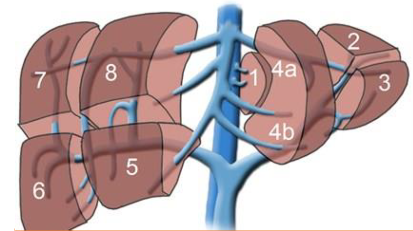 Detail Pfortader Anatomie Nomer 6