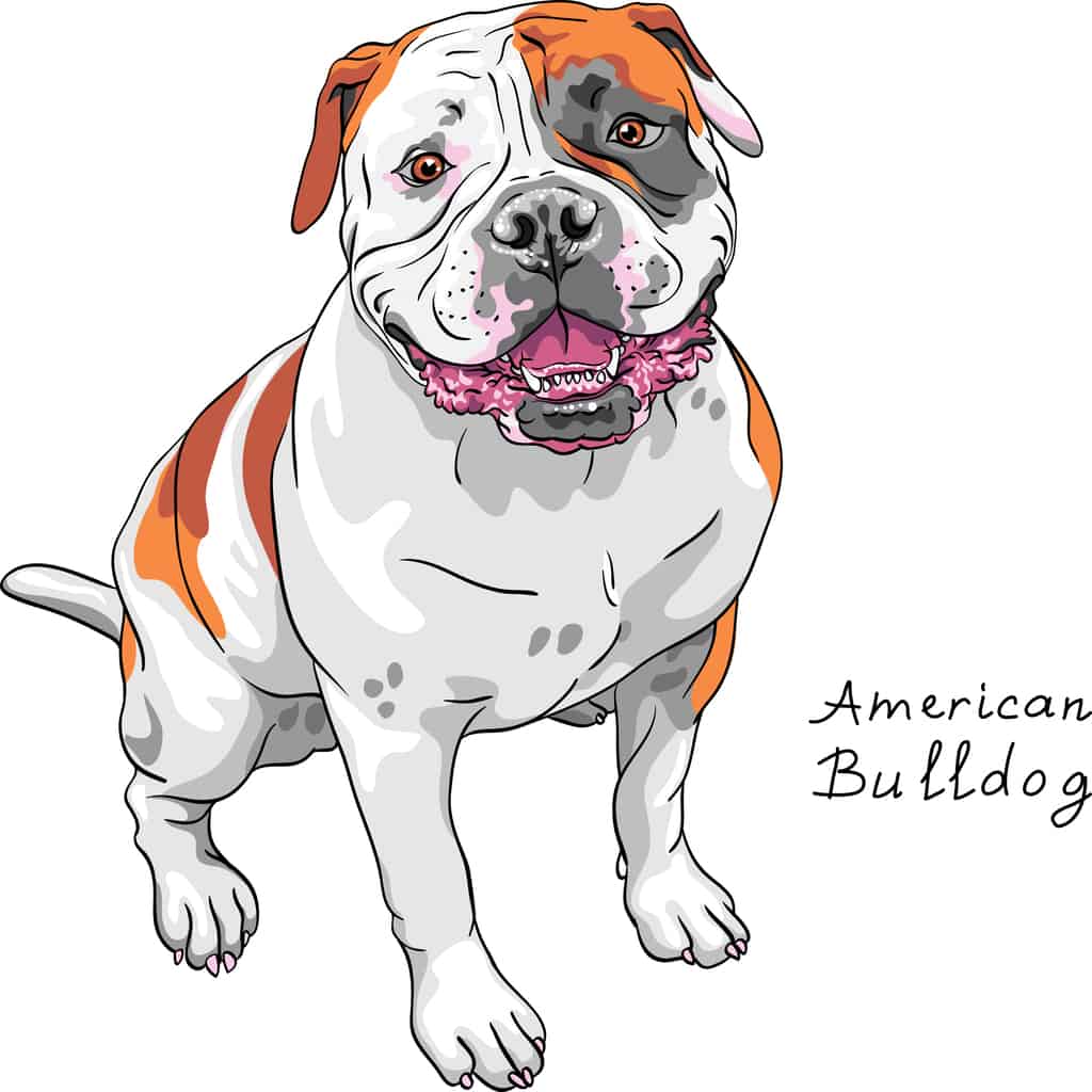 American Bulldog Welpen - KibrisPDR