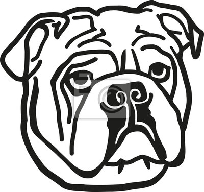 Detail American Bulldog Welpen Nomer 12