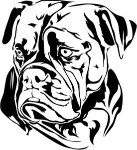Detail American Bulldog Welpen Nomer 22