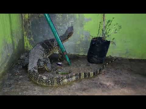 Biawak Masuk Rumah - KibrisPDR