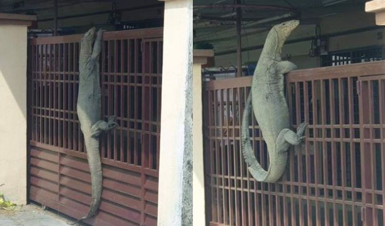 Detail Biawak Masuk Rumah Nomer 15