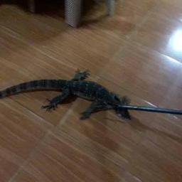 Detail Biawak Masuk Rumah Nomer 25