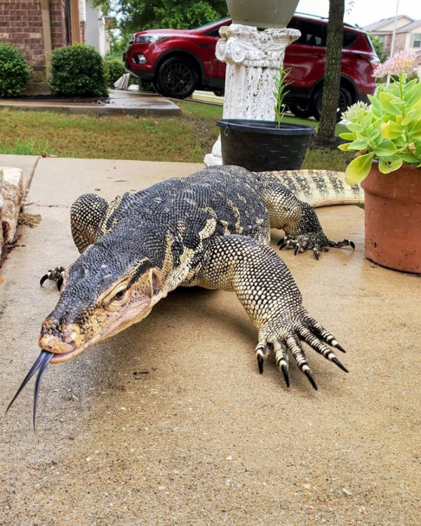 Detail Biawak Masuk Rumah Nomer 4