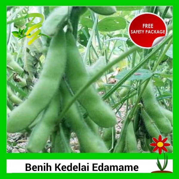 Detail Bibit Kacang Kedelai Nomer 38