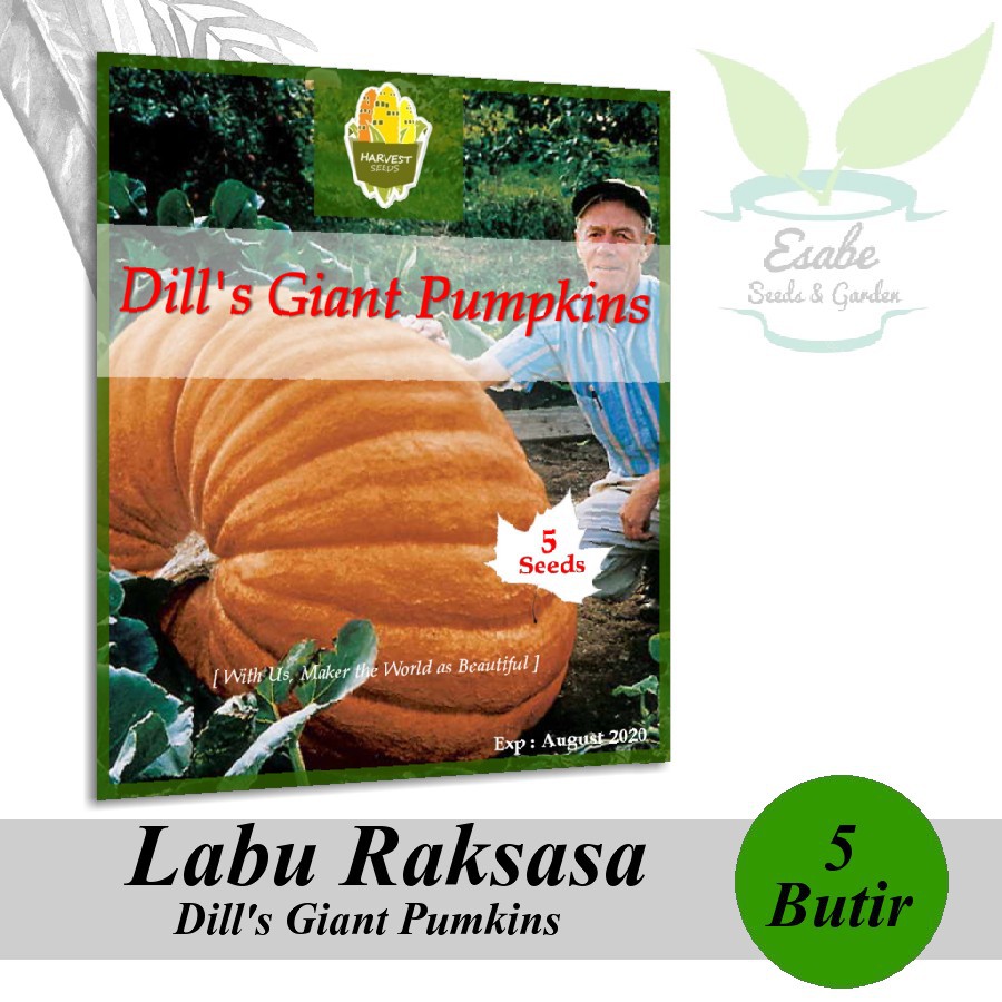 Detail Bibit Labu Raksasa Nomer 13