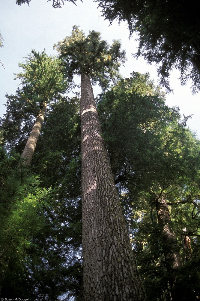Detail Big Fir Tree Nomer 40