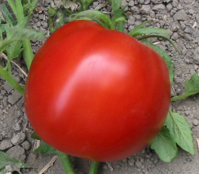 Detail Big Red Tomato Nomer 11