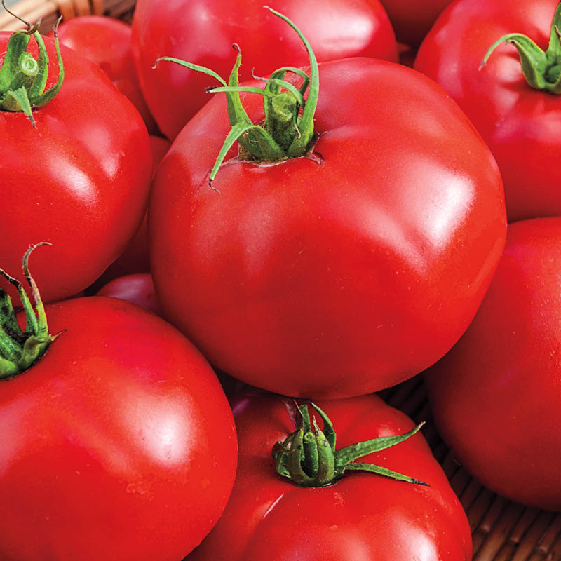 Detail Big Red Tomato Nomer 13