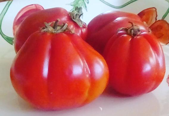 Detail Big Red Tomato Nomer 16