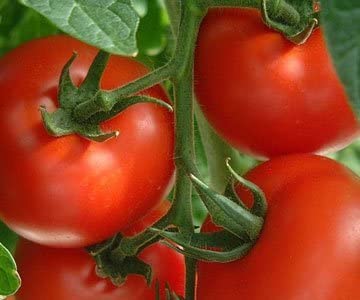 Detail Big Red Tomato Nomer 18