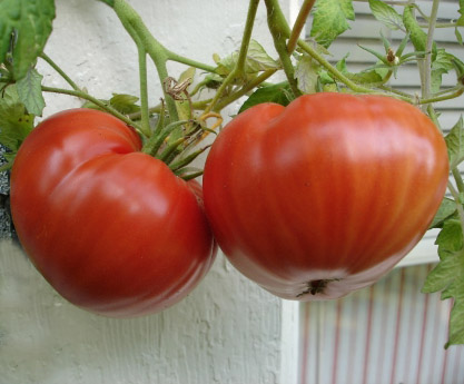 Detail Big Red Tomato Nomer 19