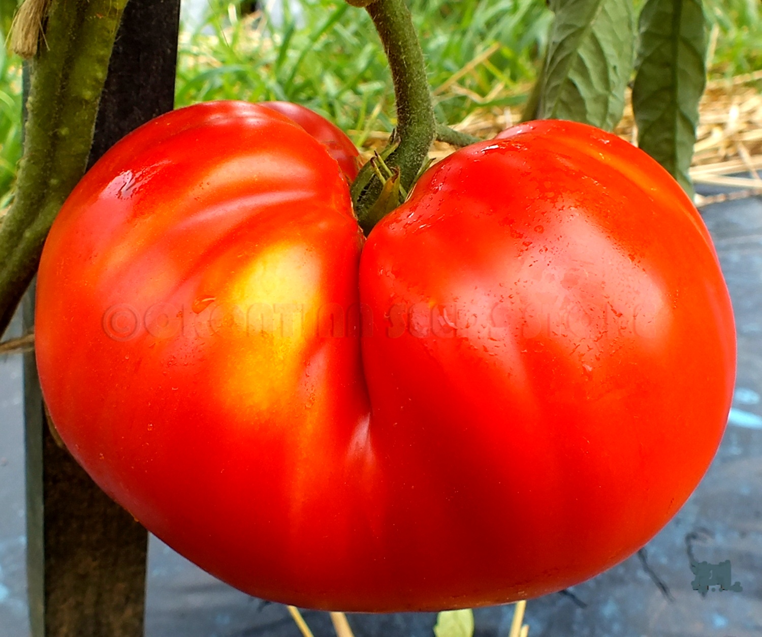 Detail Big Red Tomato Nomer 20