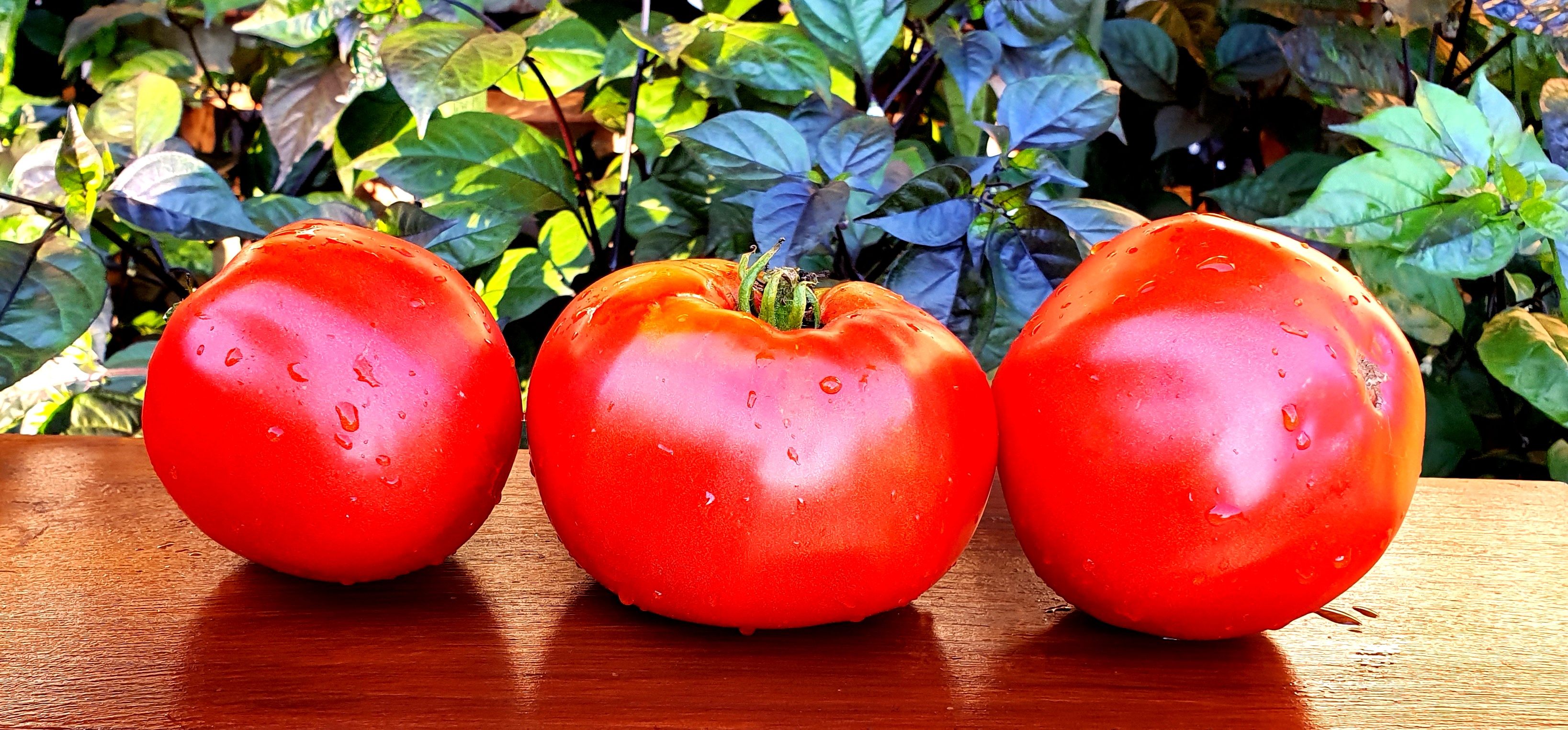 Detail Big Red Tomato Nomer 22