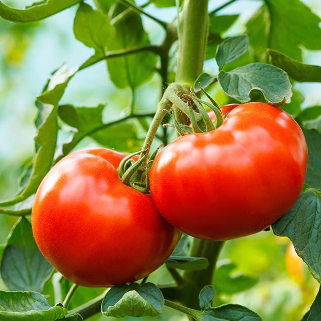 Detail Big Red Tomato Nomer 25