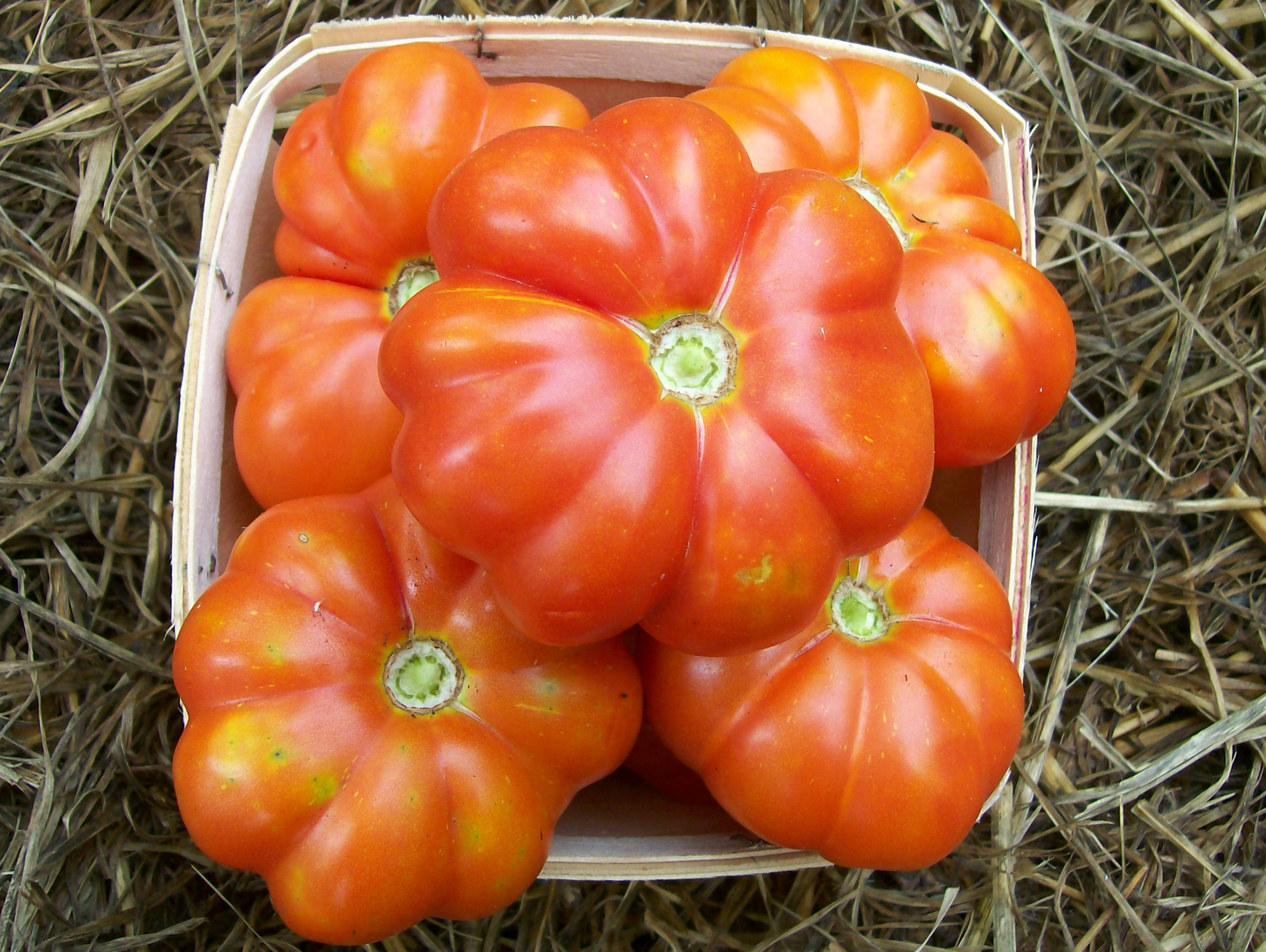 Detail Big Red Tomato Nomer 4