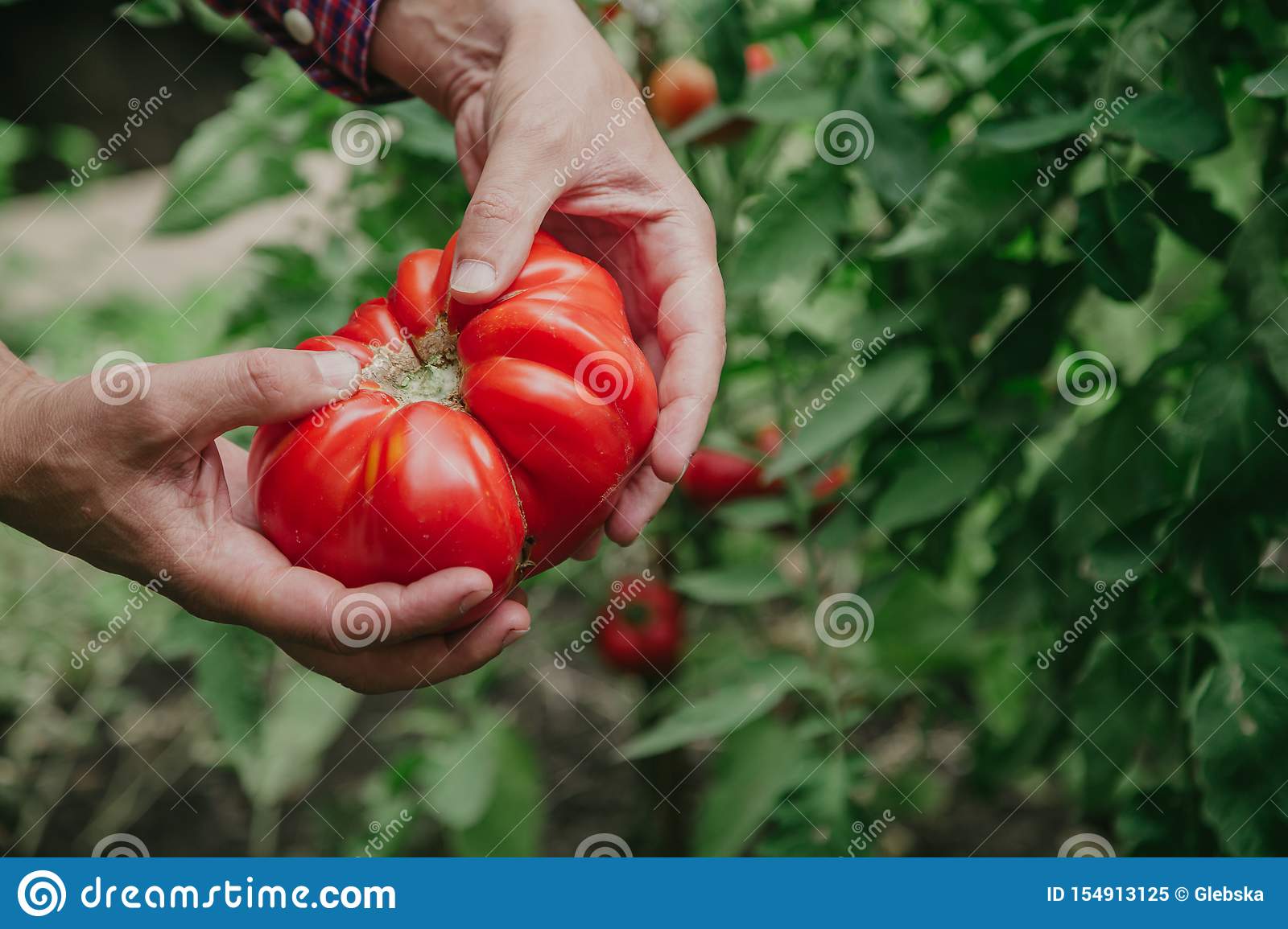 Detail Big Red Tomato Nomer 29
