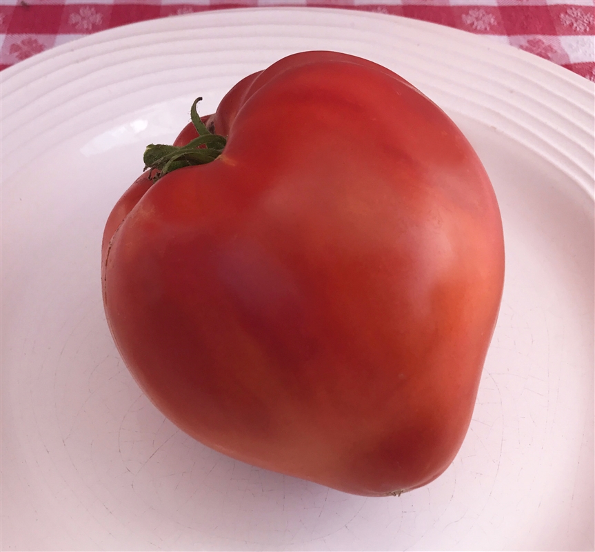 Detail Big Red Tomato Nomer 32