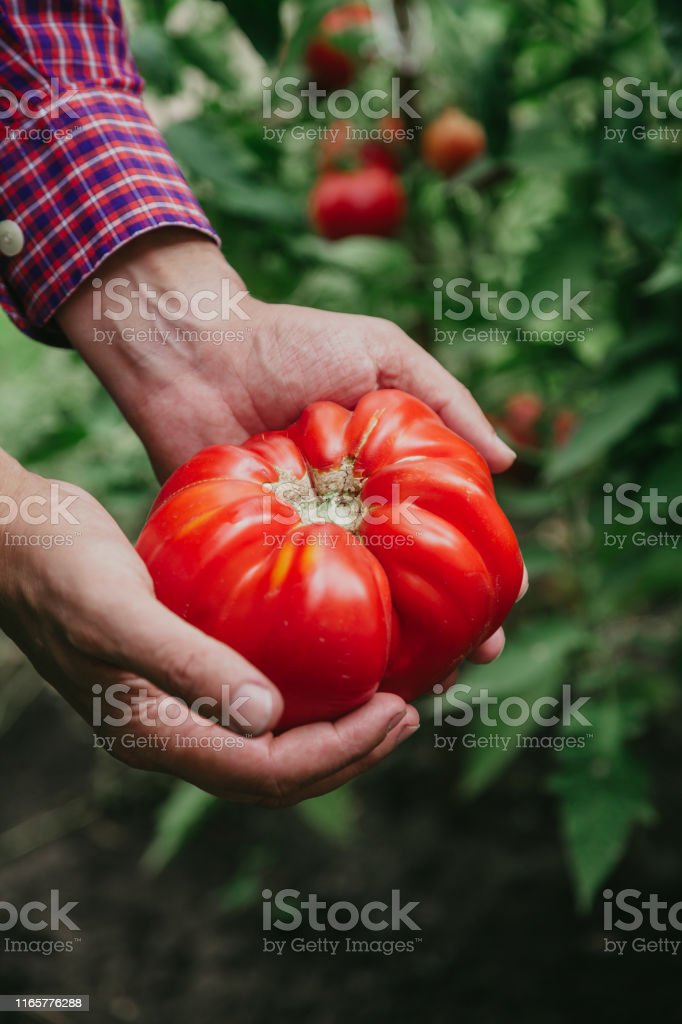Detail Big Red Tomato Nomer 35