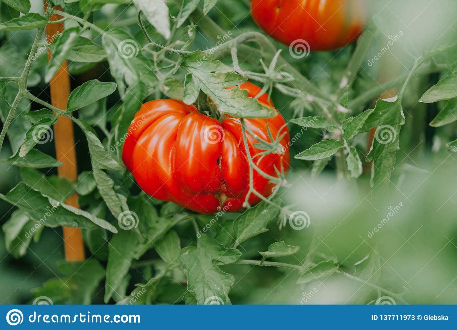 Detail Big Red Tomato Nomer 36