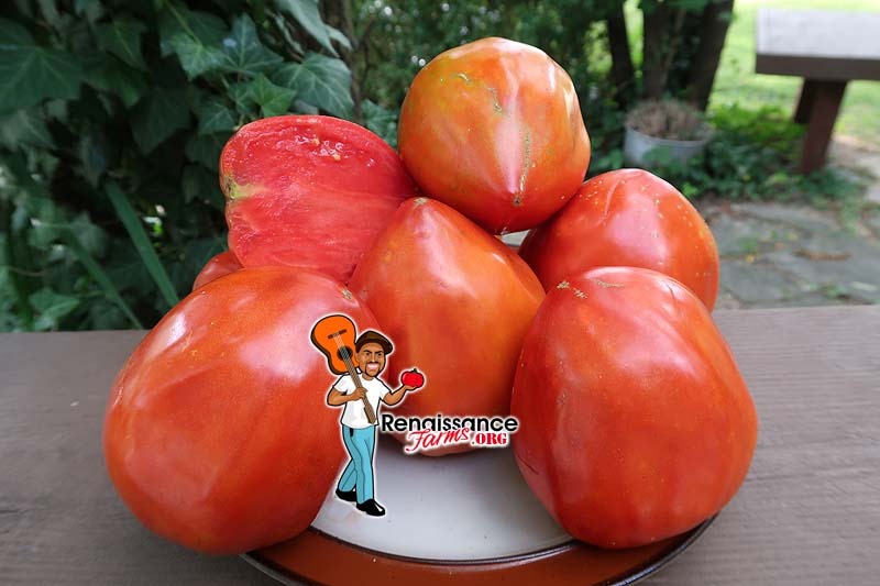 Detail Big Red Tomato Nomer 41