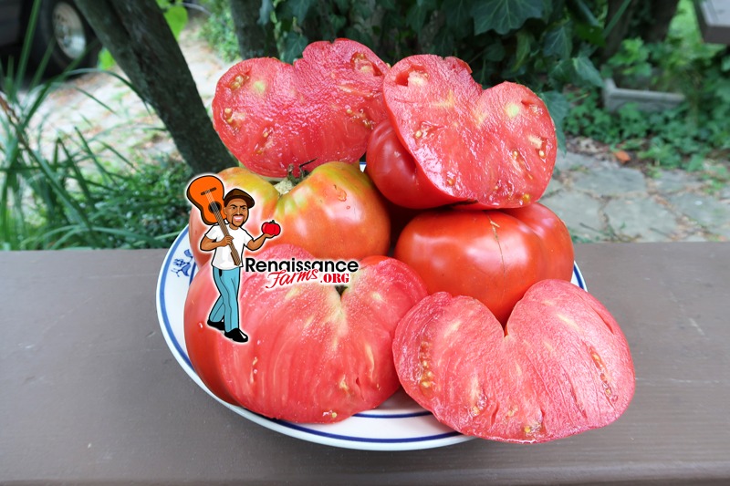 Detail Big Red Tomato Nomer 45