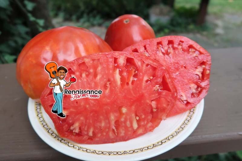 Detail Big Red Tomato Nomer 46