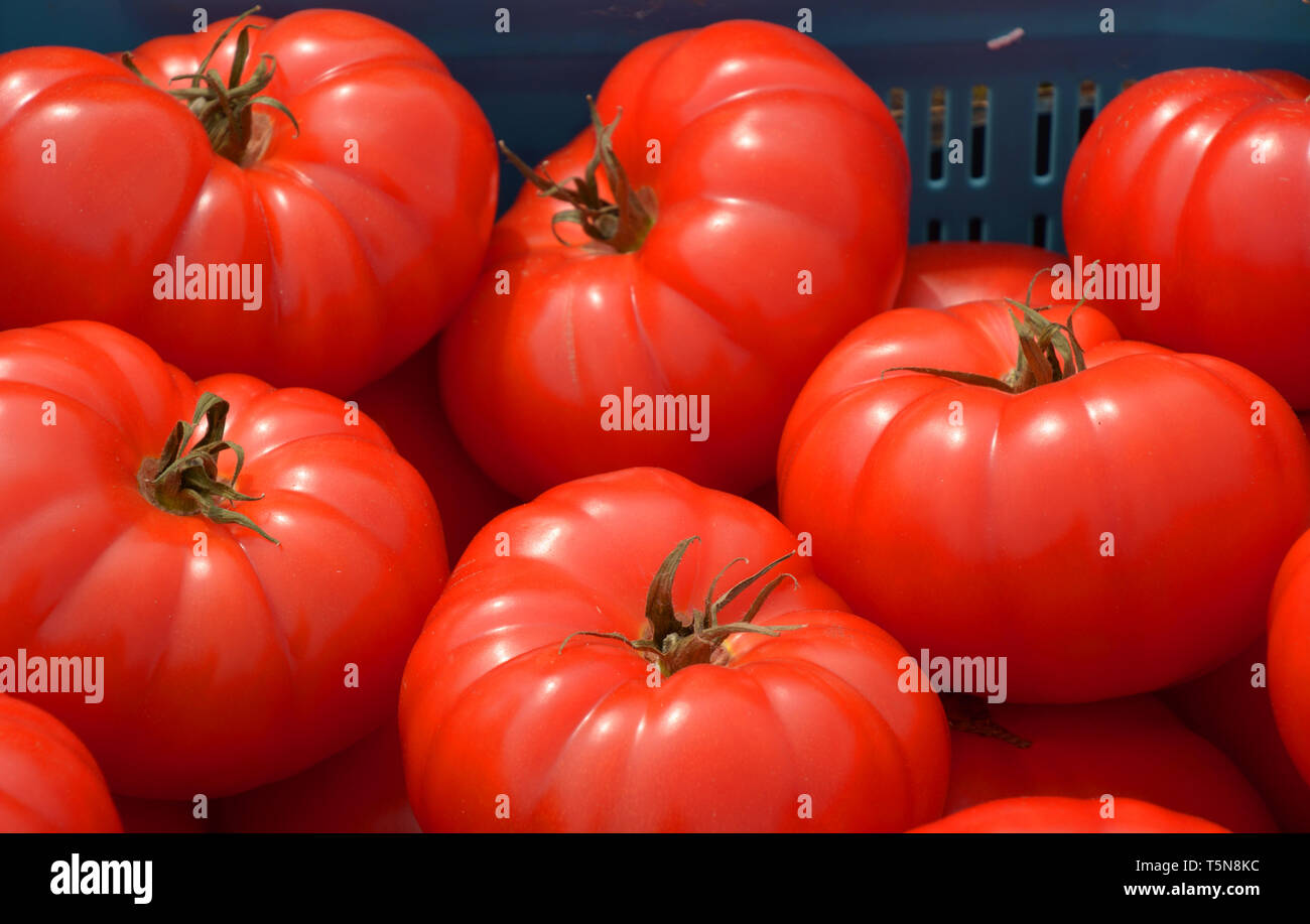 Detail Big Red Tomato Nomer 47