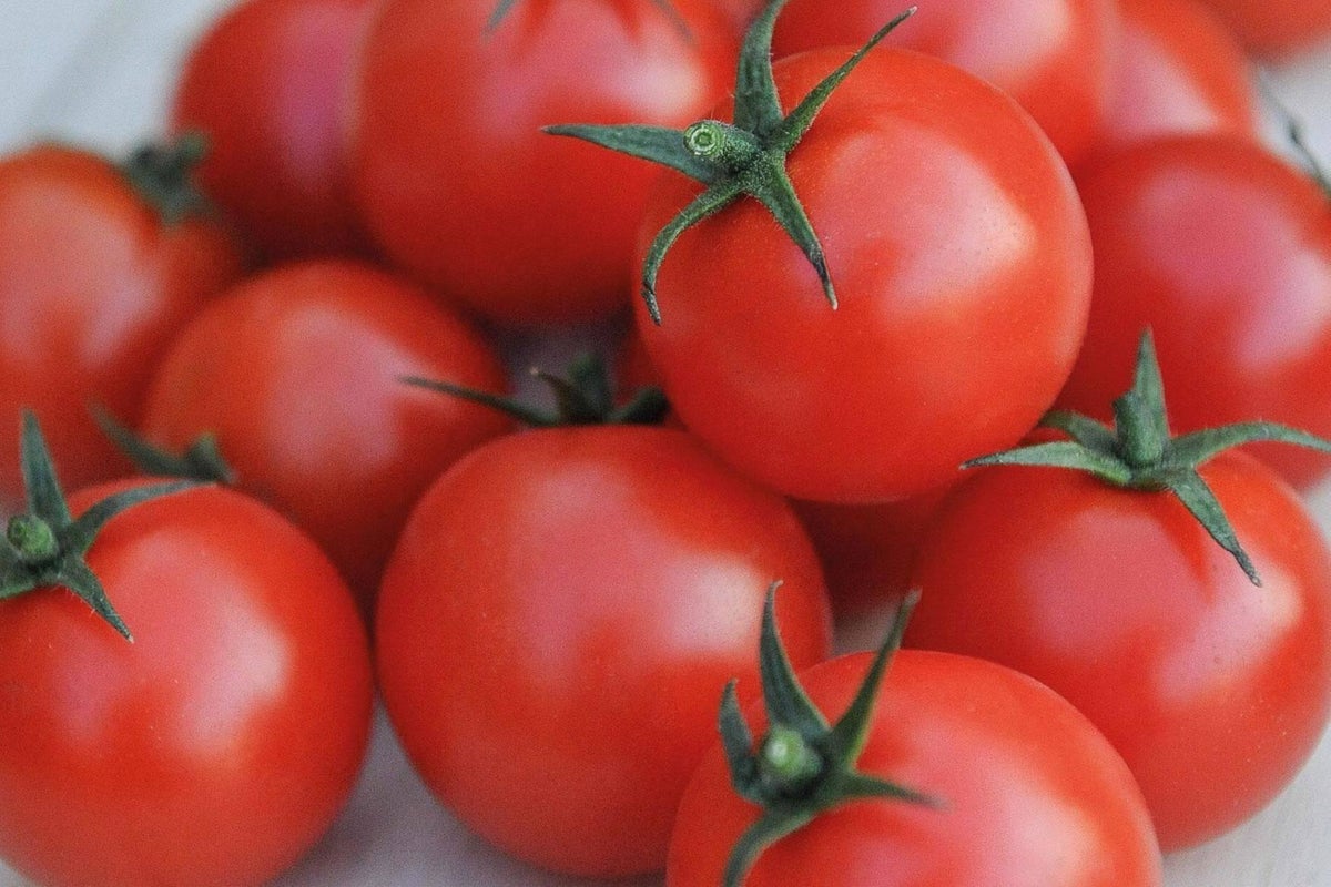 Detail Big Red Tomato Nomer 50