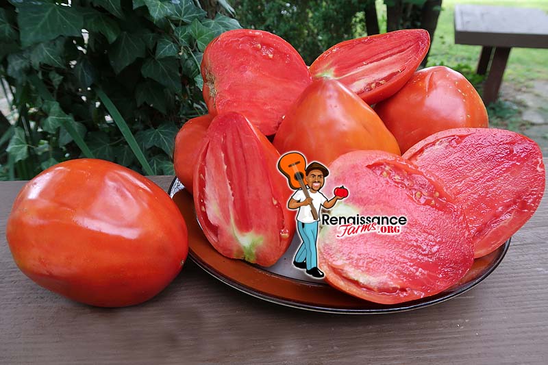 Detail Big Red Tomato Nomer 51